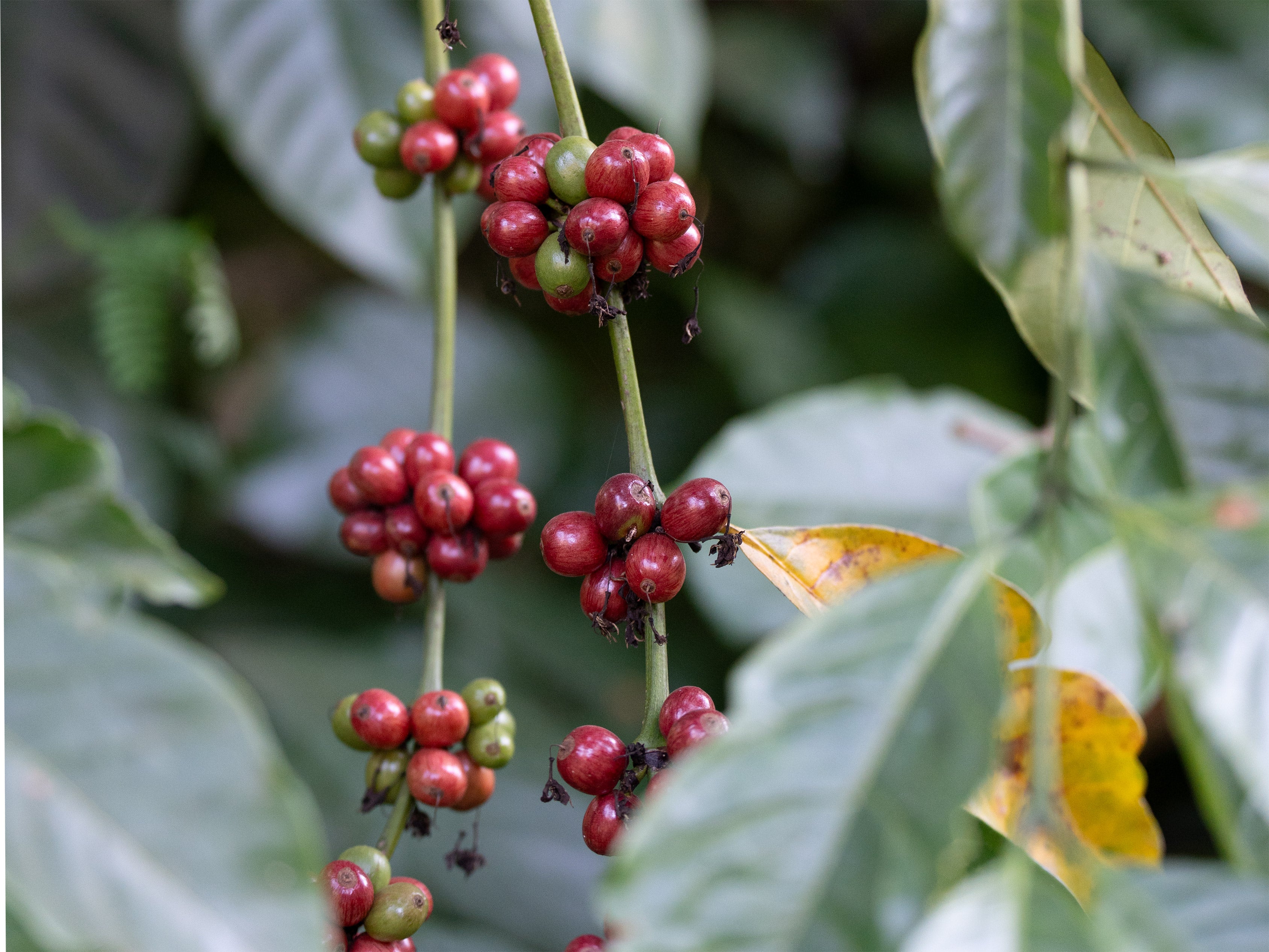 Green Beans - Arabica (A Grade)