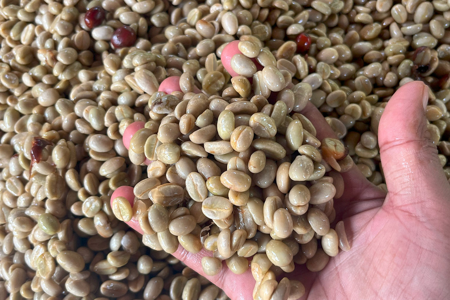 Green Beans - Arabica (A Grade)